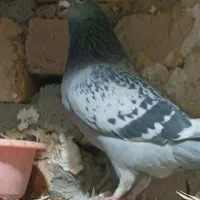 کفتر|پرنده|قم, یزدان‌شهر|دیوار