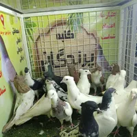 کفتر ،کوتوله ،گلدین ،عروس ،مرغ عشق