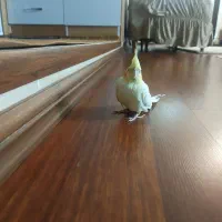 عروس هلنده ماده ده ماهه