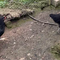 مرغ وخروس|حیوانات مزرعه|لاهیجان, لیالستان|دیوار