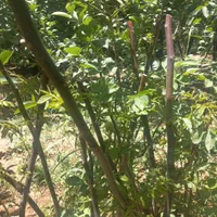 عرضه نهال گردو اصلاح شده اصل سامان عمده و خرده