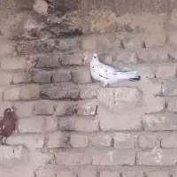 کفتر رنگه|پرنده|معصومیه, |دیوار