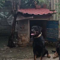 سگ ماده روتوایلر