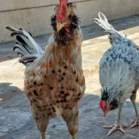 خروس گلین|حیوانات مزرعه|اهواز, پادادشهر|دیوار