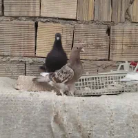 کبوتر