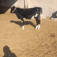 گوساله نر گاو