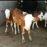 مجموعه اصیل سیدمهدی|حیوانات مزرعه|آق قلا, |دیوار