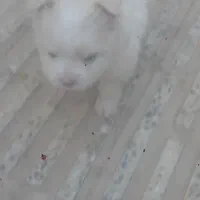 سگ پاپی خوشکل
