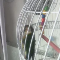 گرینچیک نر سالم و سرحال|پرنده|فردوس (خراسان), |دیوار