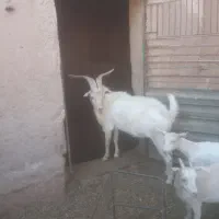 نر بز سانن