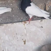 جفت طوقی نر و ماده