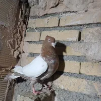 کبوتر|پرنده|مشهد, کلاته برفی|دیوار