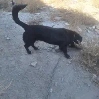 سگه|سگ|مشهد, فدک|دیوار