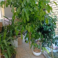 گل درخچه بنجامین بلک وسبز بارتفاع یک ونیم متربه|گل و گیاه طبیعی|تبریز, |دیوار