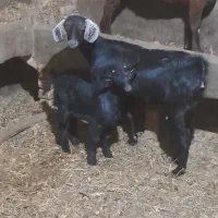 فروش بز سانا و کوردی درجه یک|حیوانات مزرعه|تفت, |دیوار