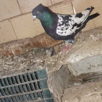 ۳ تا صید ۵۰۰