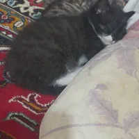 فروش بچه گربه های بریتیش وپرشین یکماه ونیمه