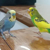 مرغ عشق دستی همراه با قفس