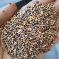 بوجاری بذر پذیرفته می‌شود|خدمات پیشه و مهارت|فسا, |دیوار