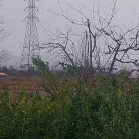 یاس هلندی|خدمات باغبانی و درختکاری|تنکابن, |دیوار