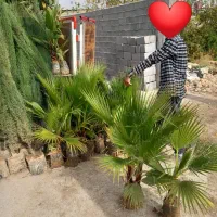 نهال سروناز شیراز|خدمات باغبانی و درختکاری|تهران, آرژانتین|دیوار