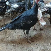 بوقلمون نر و ماده قیمت مناسب|حیوانات مزرعه|بوئین زهرا, |دیوار