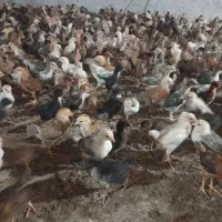 جوجه مرغ وخروس