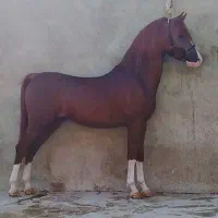 نریون ۳ساله ۵ نشان ..تحت تعلیم