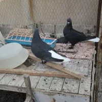 کفتر رنگی