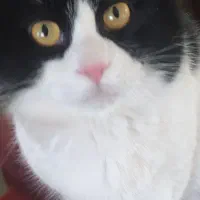 واگذاری حیوان خانگی|گربه|کرمان, |دیوار