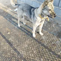 ماده عراقی|سگ|خمین, |دیوار