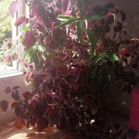 گل حسن یوسف|گل و گیاه طبیعی|مشهد, کوشش|دیوار