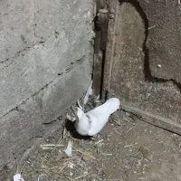 یک عدد کبوتر طوق هفترنگ