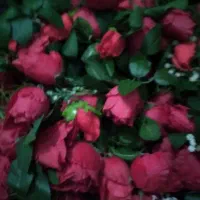 گل محمدی|گل مصنوعی|سنندج, |دیوار