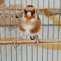 ماده سهره شش تخم  چهارساله سهره شره ای