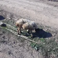 کوسفند نر|حیوانات مزرعه|خان ببین, |دیوار