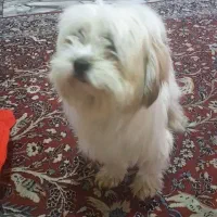 سگ شیتزو تربیت شده|سگ|ساری, |دیوار