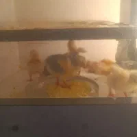 دستگاه جوجه کشی