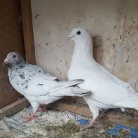 کفتر سار سفید زاغ کله برنجی سبز طوقی