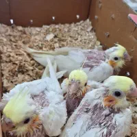 ۴ عدد جوجه عروس هلندی