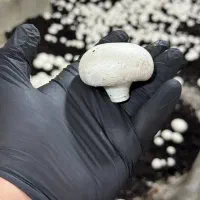 پرورش قارچ شغل خانگی/ با سرمایه کم/ آموزش