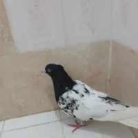 کفتر|پرنده|مشهد, فاطمیه|دیوار