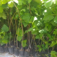 گلخانه|خدمات باغبانی و درختکاری|مسجد سلیمان, |دیوار