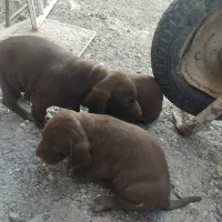 توله‌پویینتراصل‌المانی