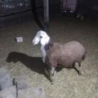 بره قوچ شش ماهه کله عروس درجه یک