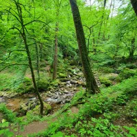 کارگر ساده و زبر و زرنگ برای چیدن زیتون در شمال