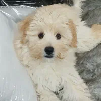 سگ مالتیز اشپیتز