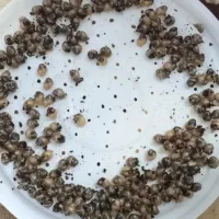 حلزون پرورشی