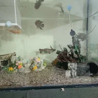 آکواریوم و ماهی