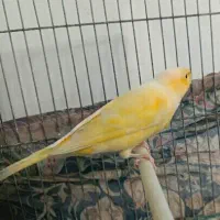 قناری سوپری خوشگل